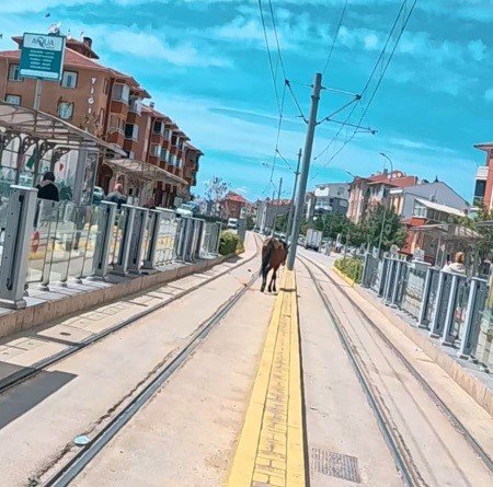 Tramvay Rayları Üzerindeki Başı Boş At Görenleri Şaşırttı