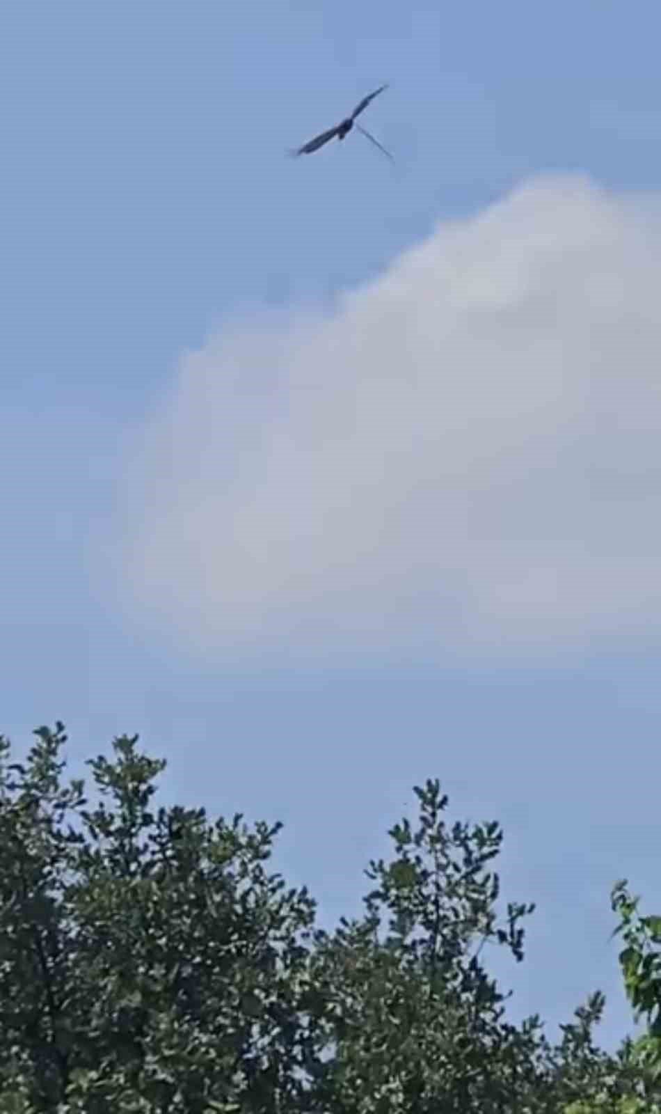 Leylek Ve Kartalın Yılan Avı Kameraya Yansıdı