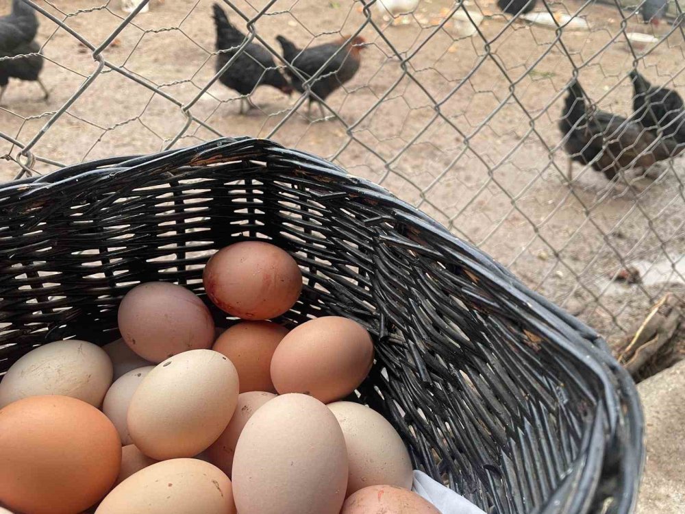 Yumurta Üretimi 6 Ayda 330 Milyon Adet Azaldı