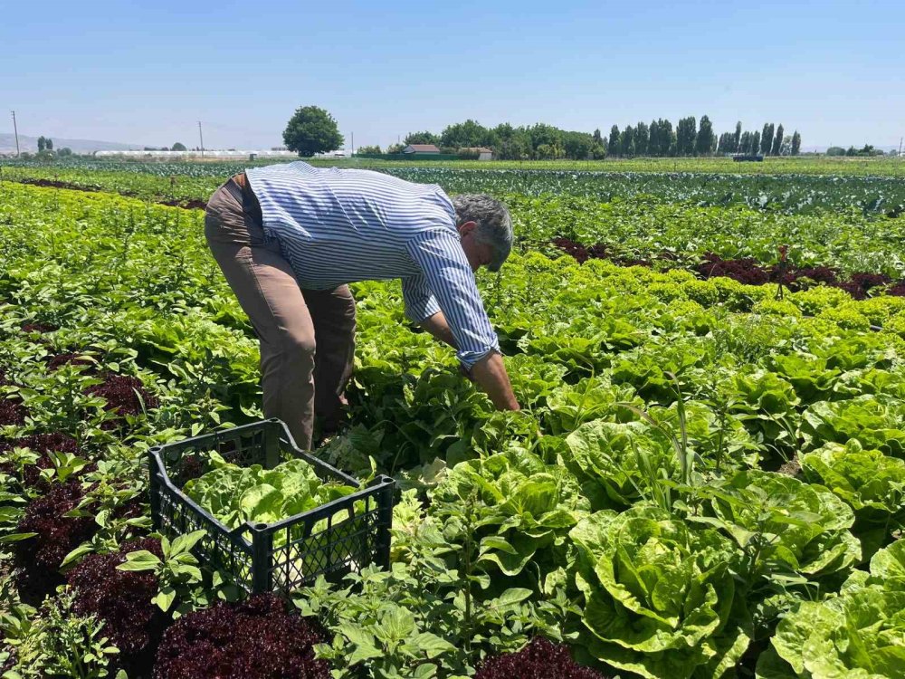 Marulun Ekmeğini Aracılar Yiyor, Çiftçi Vatandaş Mağdur