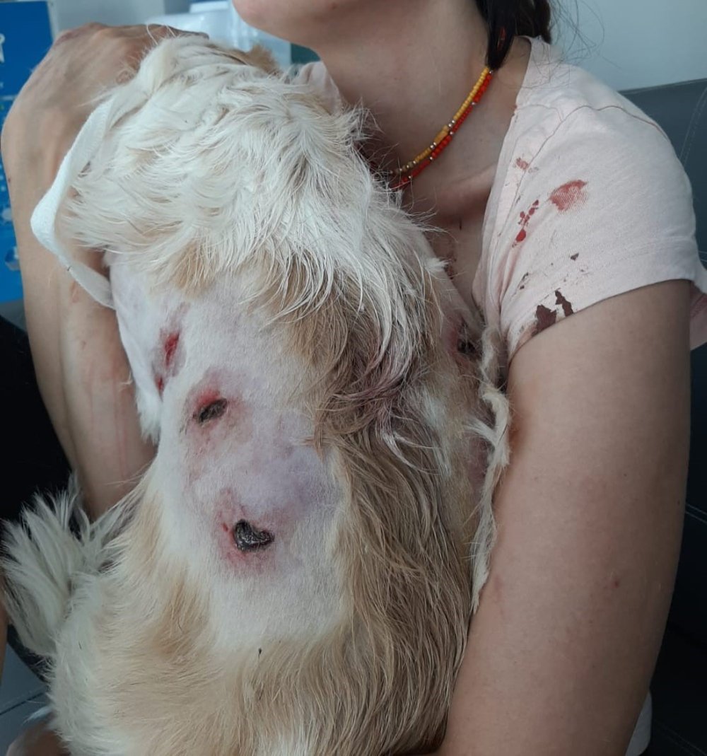 Başıboş 2 kangal dehşeti yaşattı