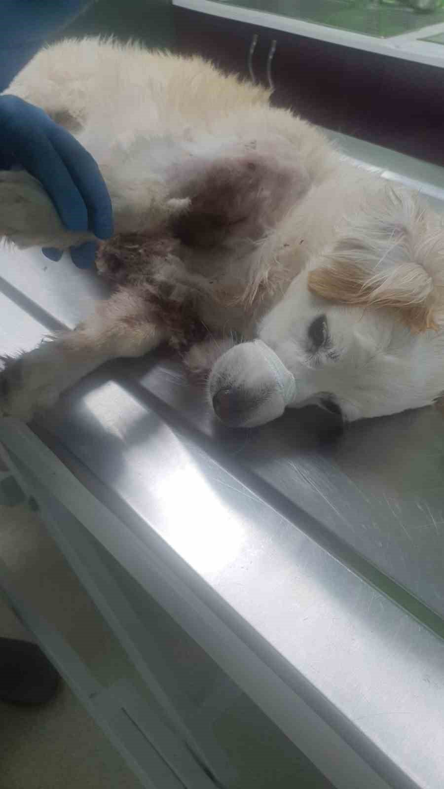 Başıboş 2 kangal dehşeti yaşattı