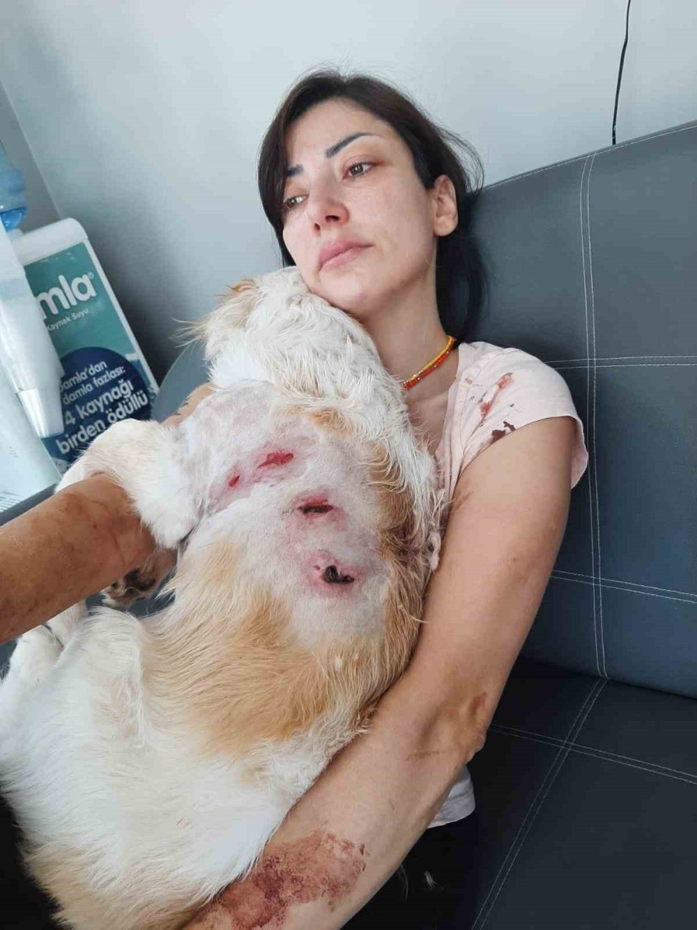 Başıboş 2 kangal dehşeti yaşattı