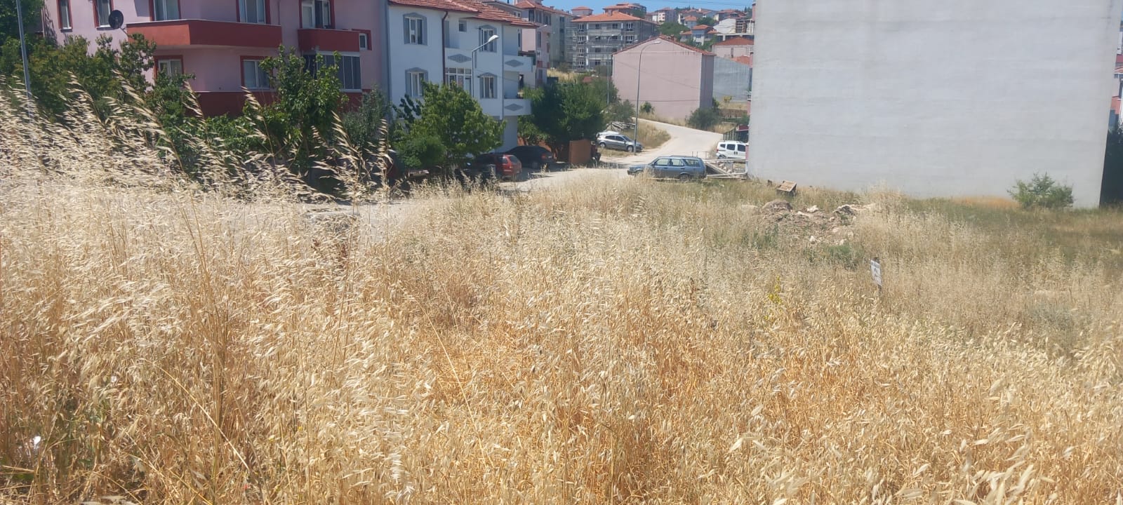 kuru-otlar-yangina-davetiye-cikariyor-2.jpeg