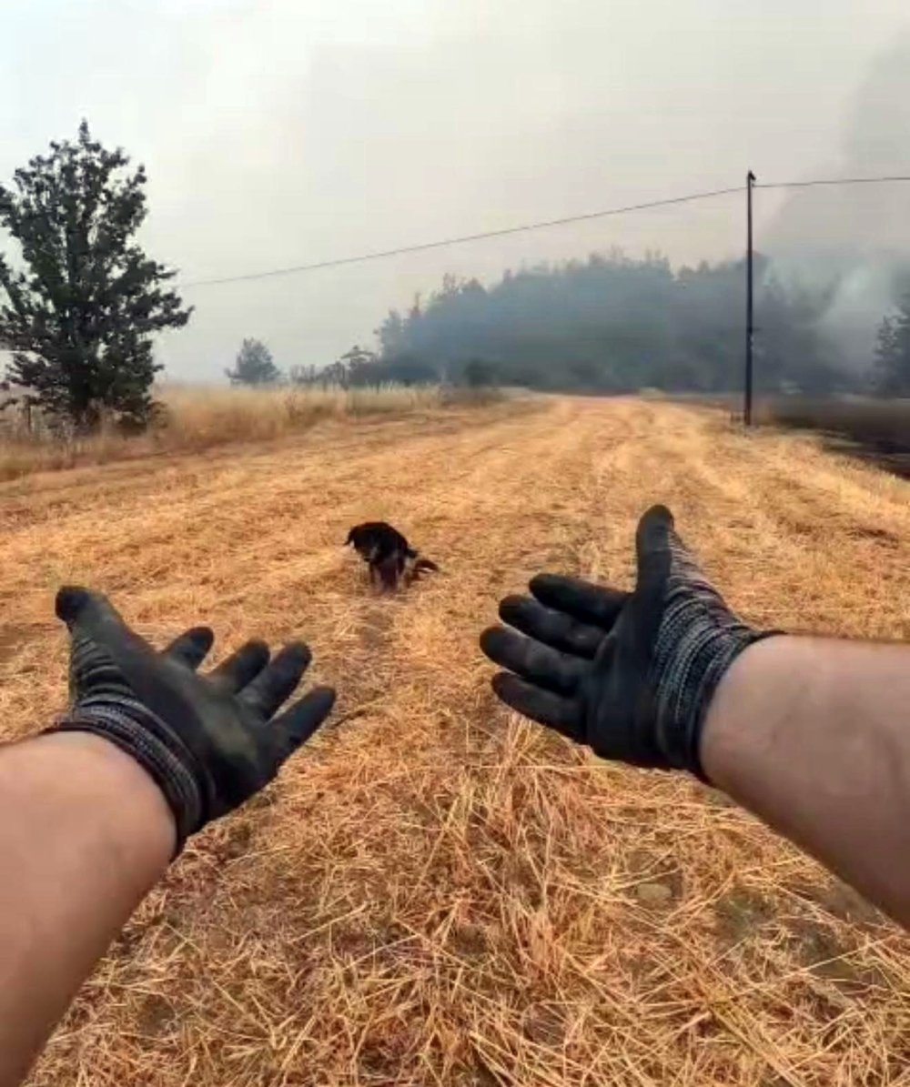 Orman Yangınında Alevlerin Ortasındaki Köpeği Kurtaran Görevli Takdir Topladı