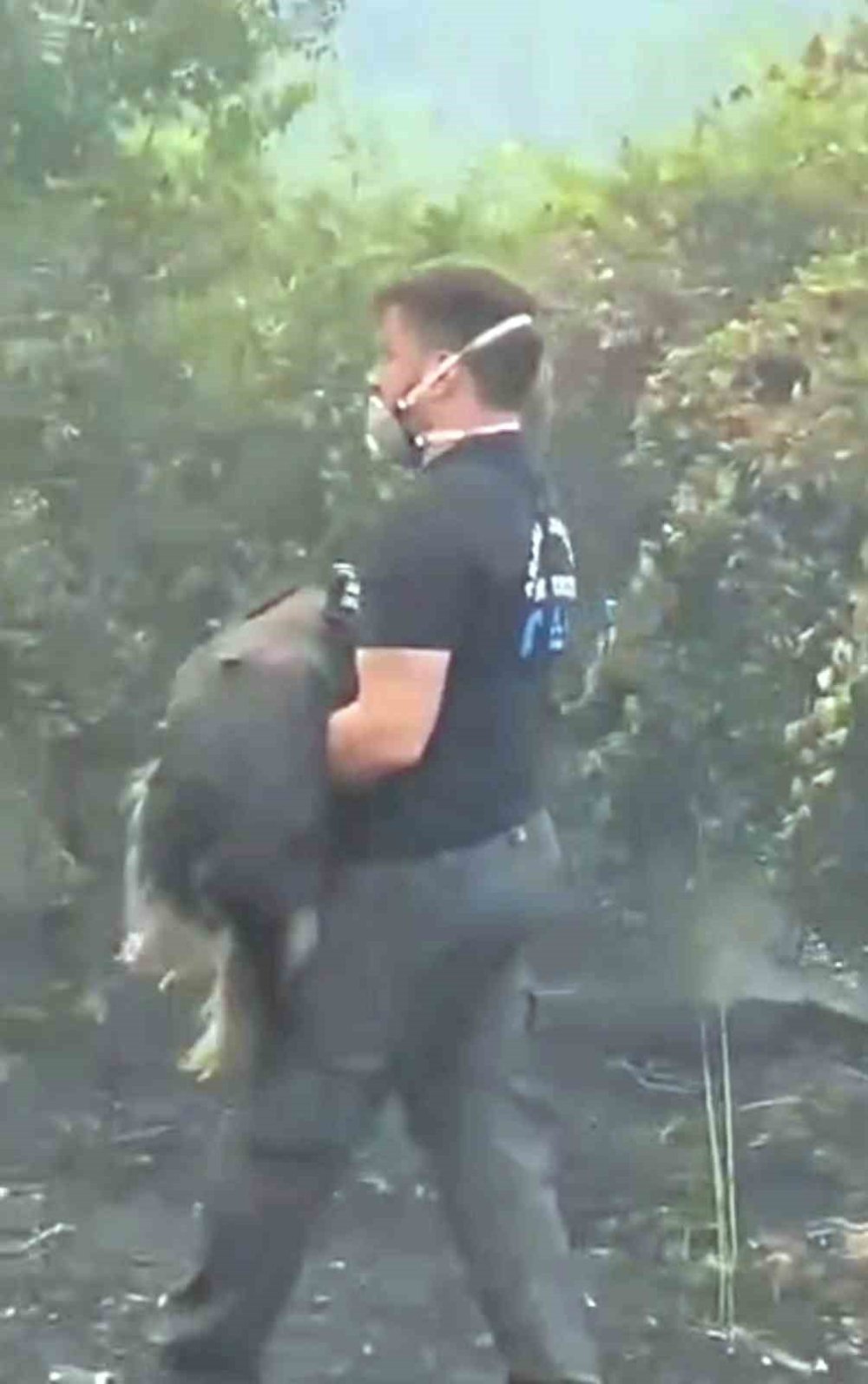 Orman Yangınında Alevlerin Ortasındaki Köpeği Kurtaran Görevli Takdir Topladı