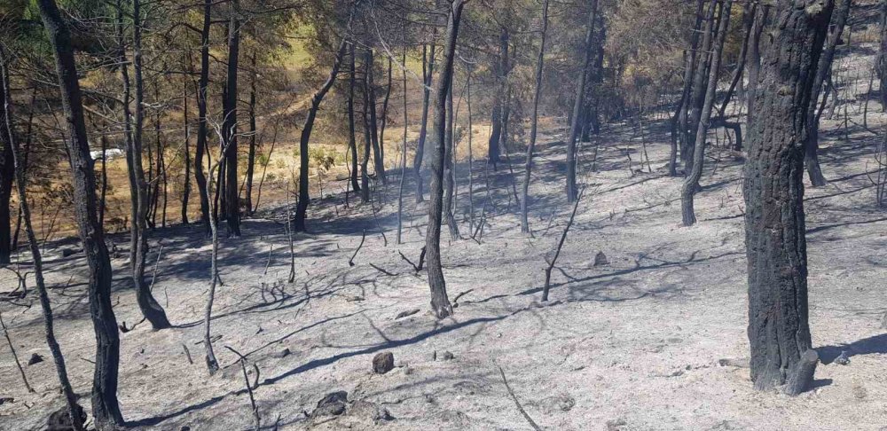 Sakarya’da Ormanlık Alanda Çıkan Yangına Havadan Ve Karadan Müdahale Sürüyor