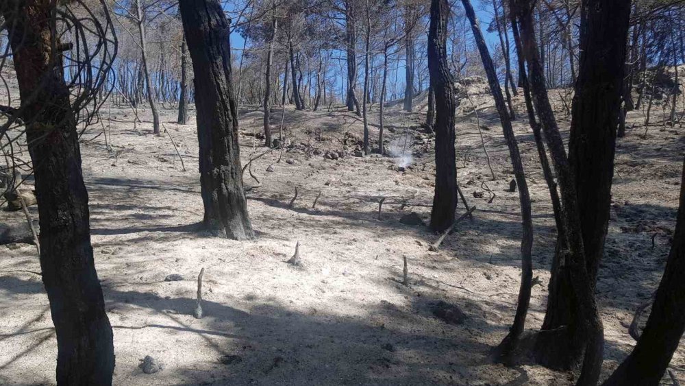 Sakarya’da Ormanlık Alanda Çıkan Yangına Havadan Ve Karadan Müdahale Sürüyor