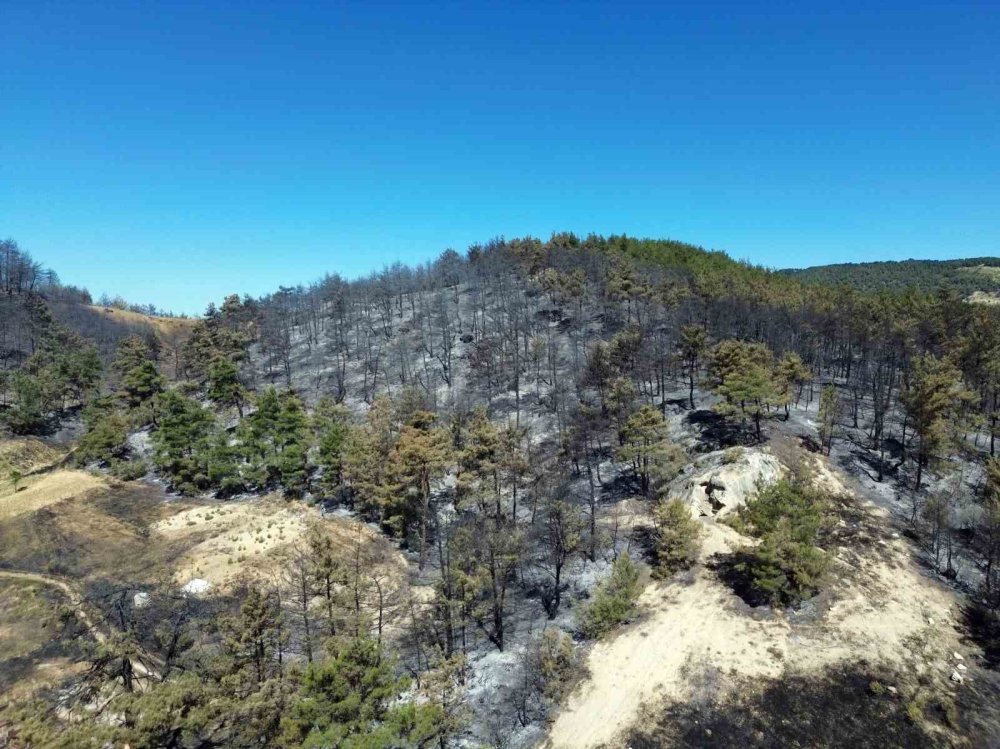 Sakarya’daki Orman Yangınına 700 Personel, 200 Araç Ve 11 Helikopter Müdahale Ediyor