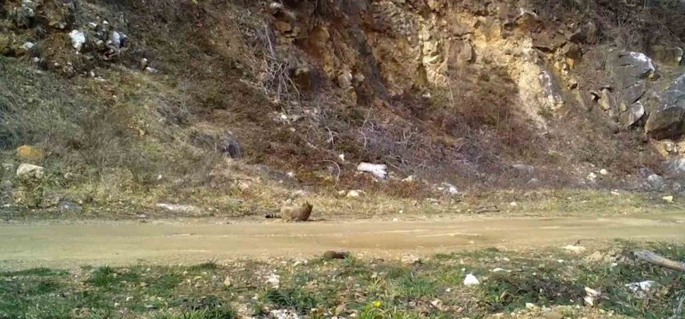 Yaban Kedisi Fotokapana Takıldı