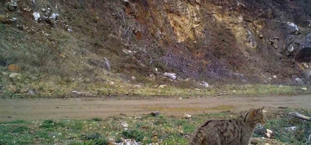 Yaban Kedisi Fotokapana Takıldı