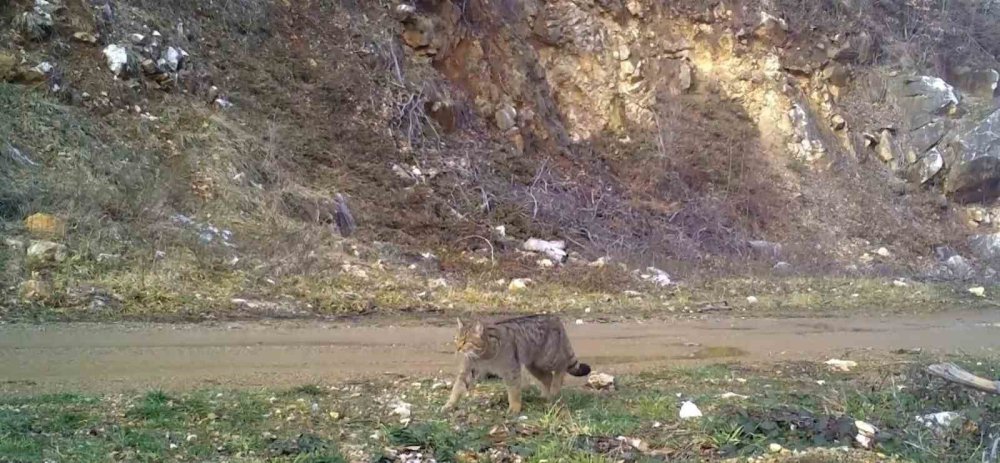 Yaban Kedisi Fotokapana Takıldı