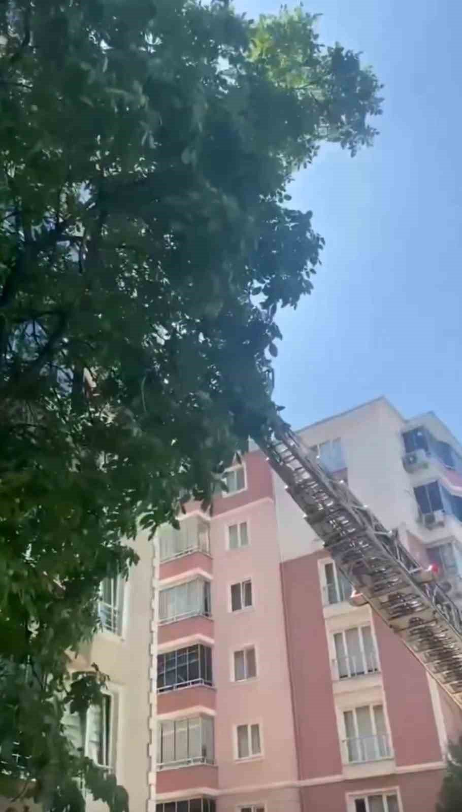Yürekleri Isıtan Kurtarma Yavru Karga Ağaca Sıkıştı, Çaresizce Bekledi