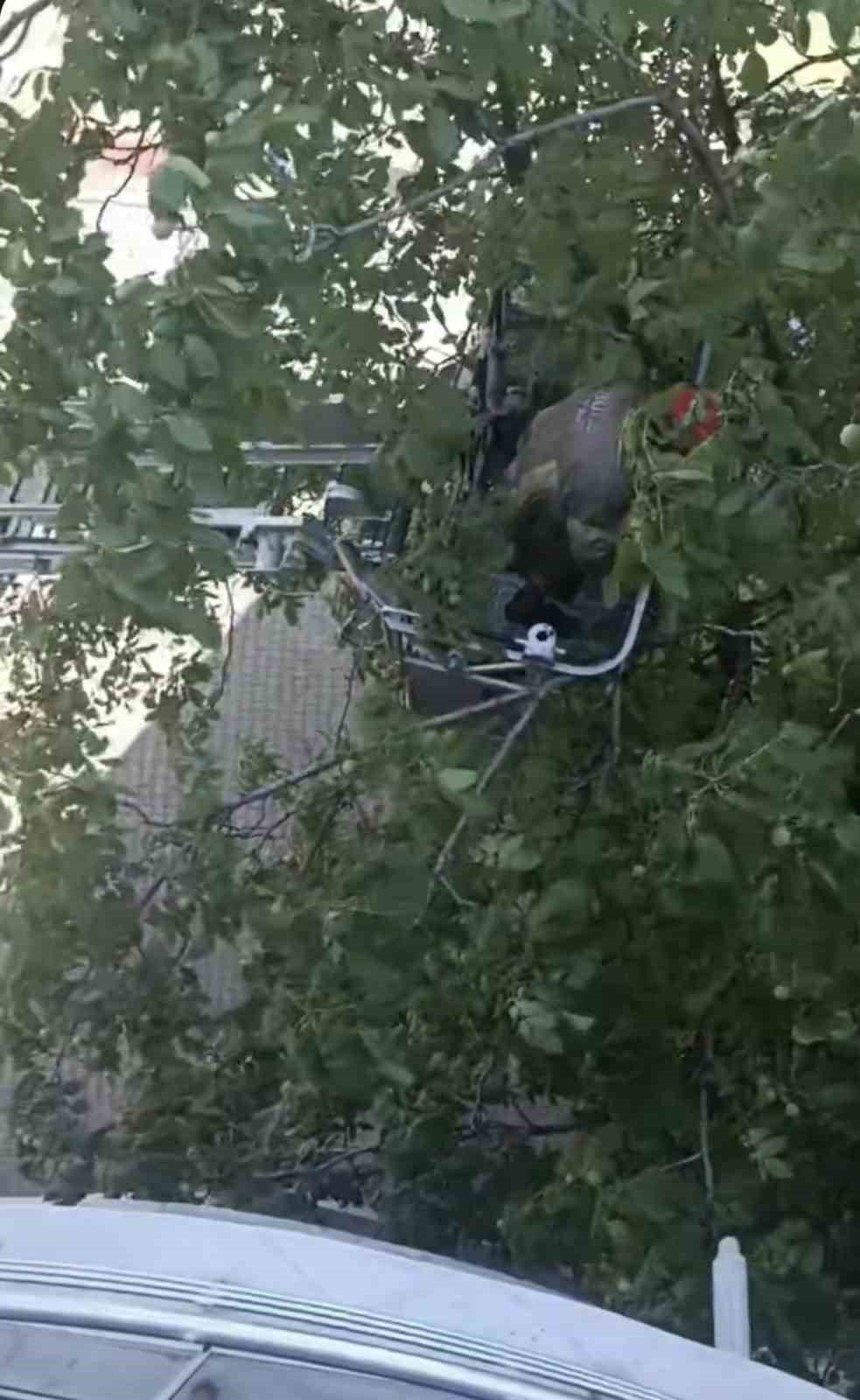 Yürekleri Isıtan Kurtarma Yavru Karga Ağaca Sıkıştı, Çaresizce Bekledi