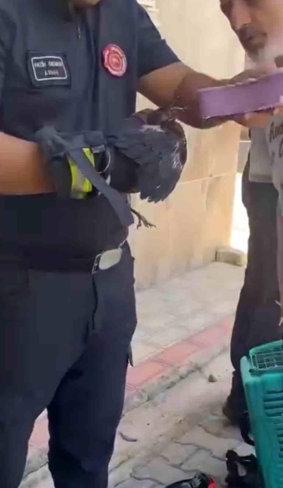 Yürekleri Isıtan Kurtarma Yavru Karga Ağaca Sıkıştı, Çaresizce Bekledi