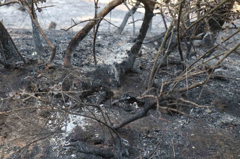 Acı Üstüne Acı: Tarlası Kül Oldu, Kazada Yakınını Kaybetti