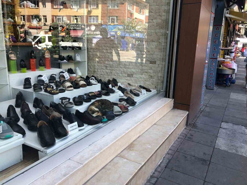 Sıcaktan Bunalan Kedinin Çözümü Görenlerin İçini Isıttı