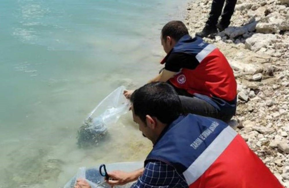38 Bin Yavru Sazan Bırakıldı