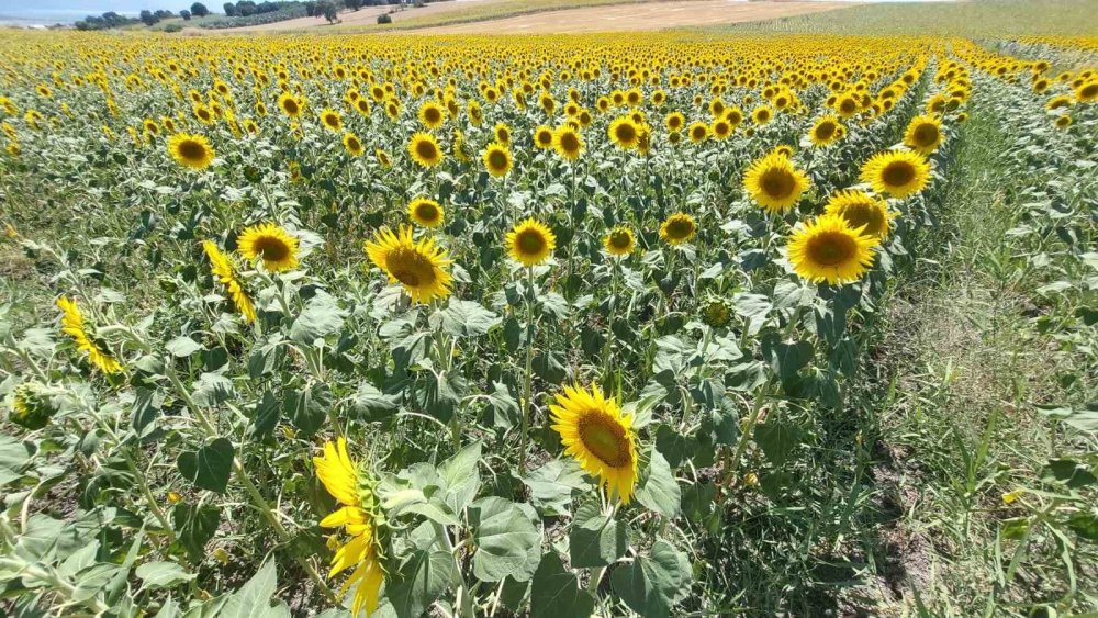 Karacabey Ovası Yeşil ve Sarıya Büründü