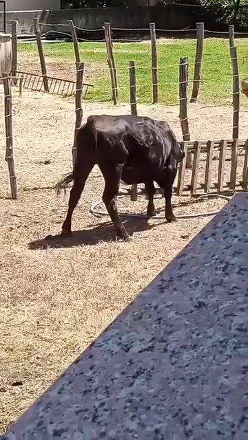 Meraklı İneğin Başı Merdivene Sıkıştı