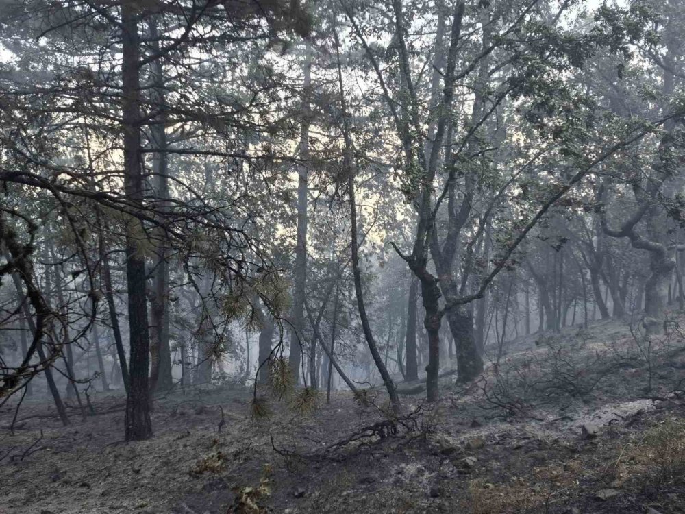 Orman Yangınına Sebep Olan 9 Kişi Gözaltına Alındı