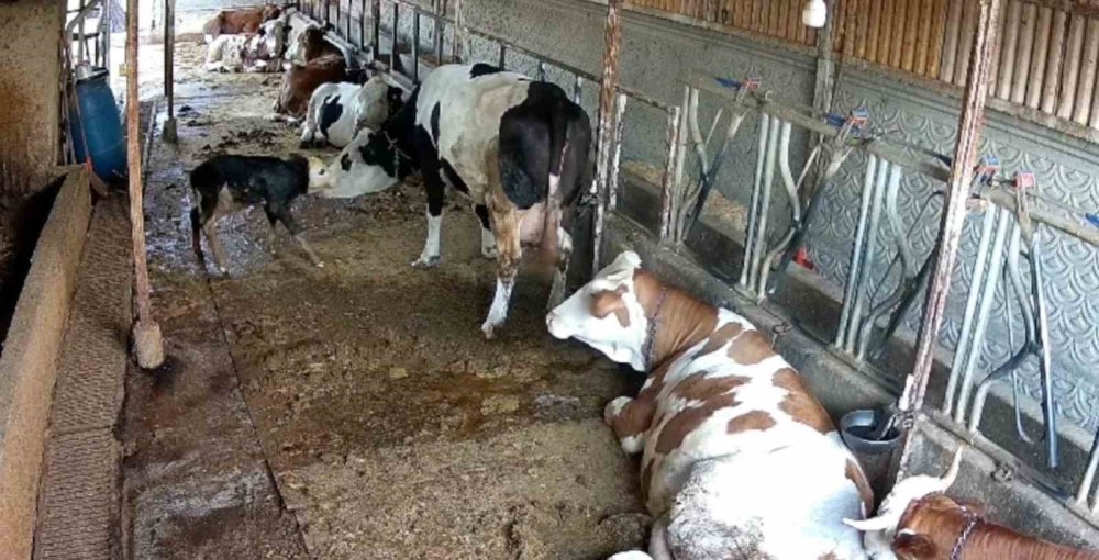 Yeni Doğan Buzağının Annesiyle Kavuşma Mücadelesi