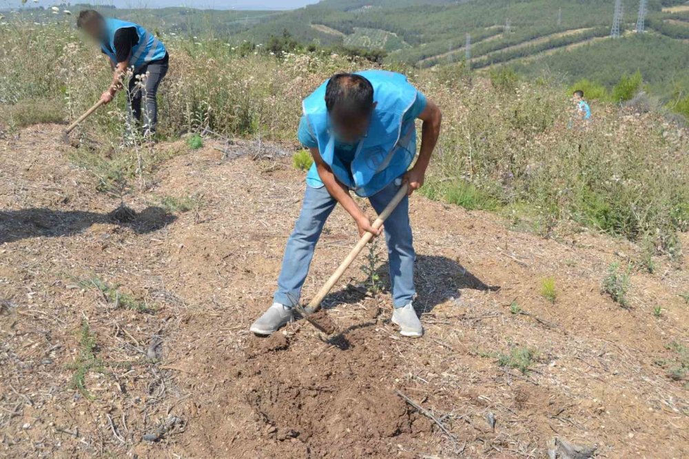 Hükümlüler, 15 Temmuz Şehitleri Anısına Fidanları Toprakla Buluşturdu