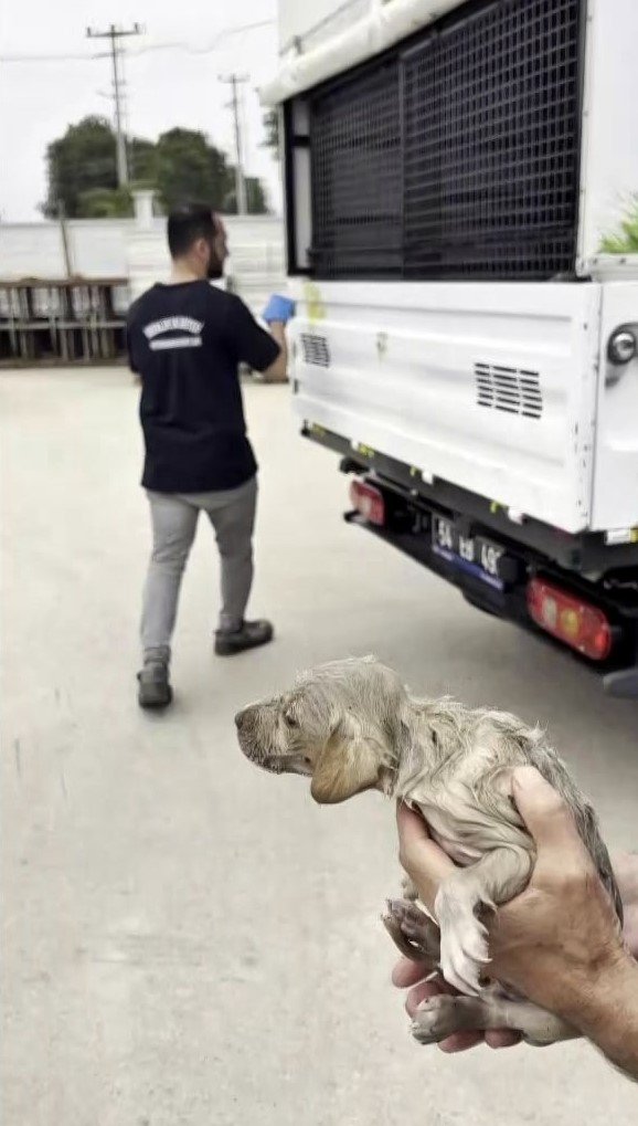 Kanala Düşen Yavru Köpek İçin Zamanla Yarıştılar