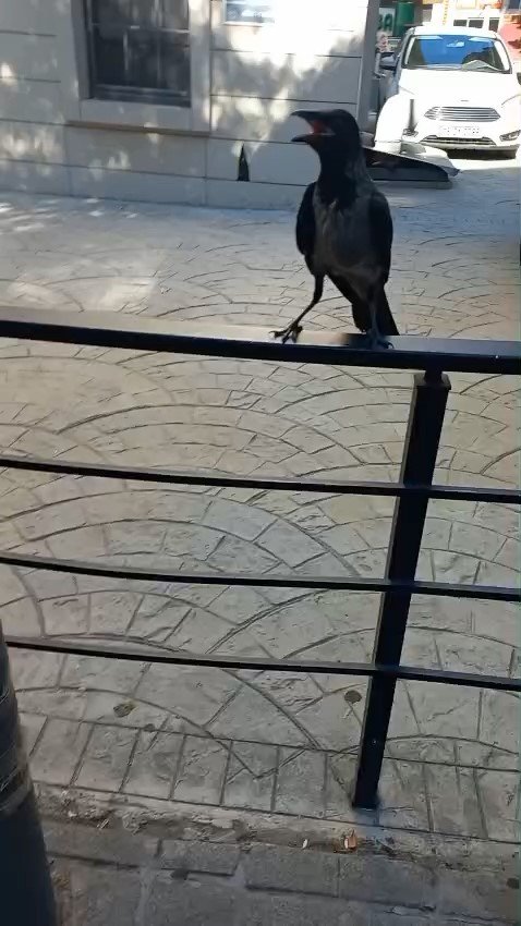 Yaralı Kargayı Esnaf Kurtardı
