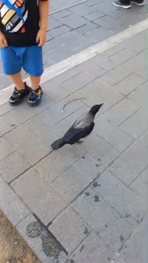 Yaralı Kargayı Esnaf Kurtardı