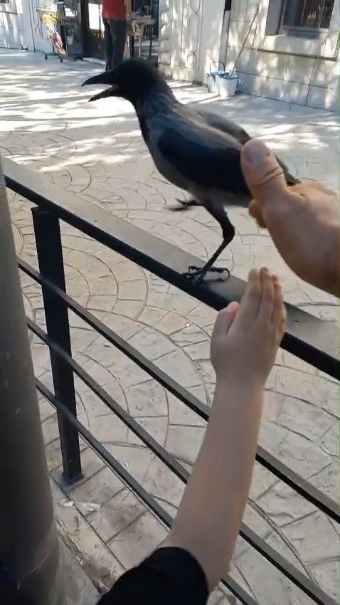 Yaralı Kargayı Esnaf Kurtardı