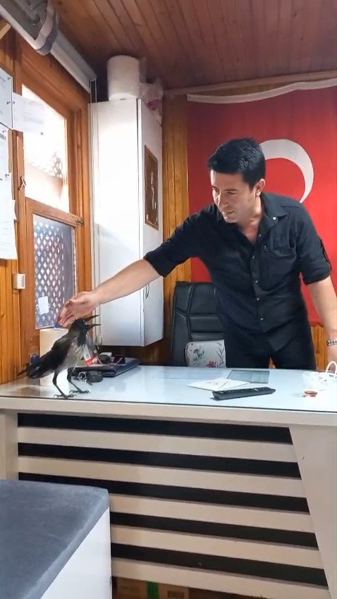 Yaralı Kargayı Esnaf Kurtardı