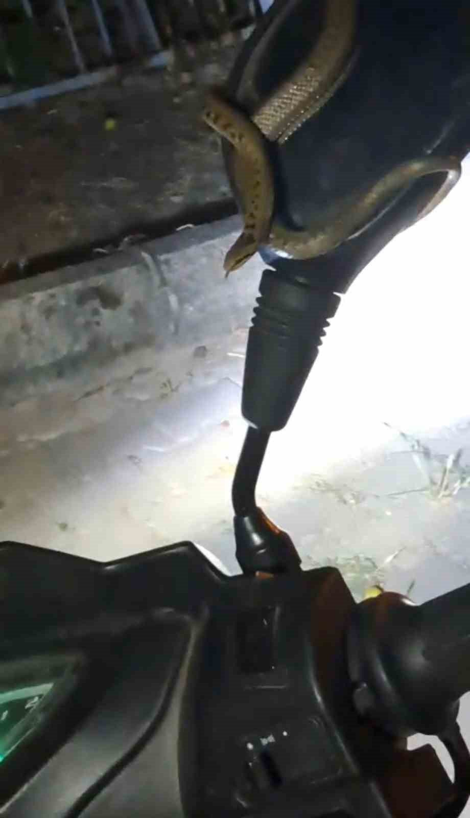Park Halindeki Motosiklette Yılan Paniği