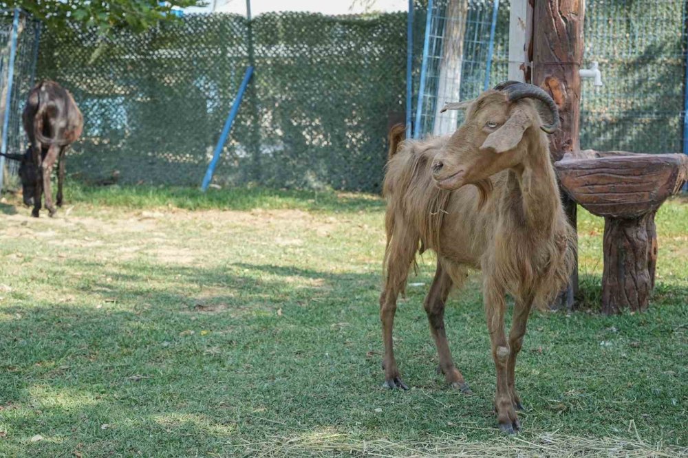Yangından Kurtarılan Hayvanlar Tedaviye Alındı