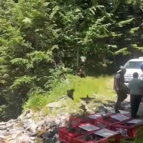 Kene İle Mücadele Timleri Doğaya Salındı