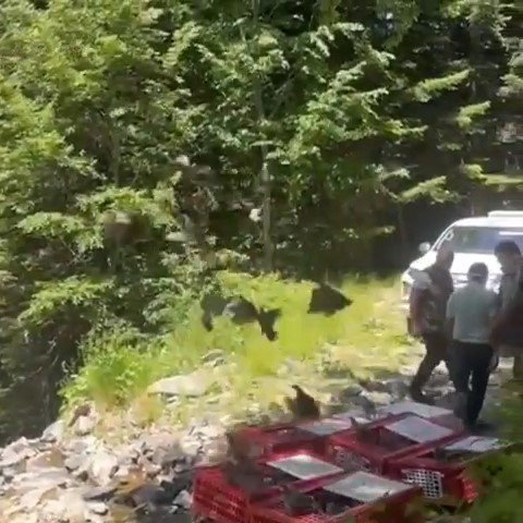 Kene İle Mücadele Timleri Doğaya Salındı