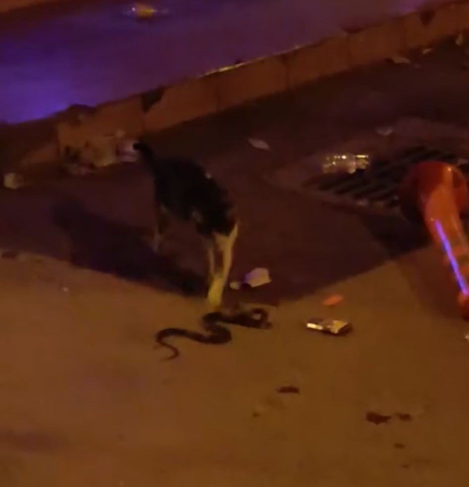 Yılan İle Kedinin Kavgası Kameralara Yansıdı