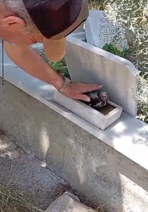 Mezarlık İçinde Kendisini Sevdiren Karga Şaşırttı