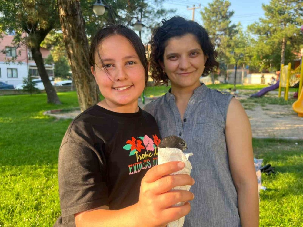 Yaralı Ebabil Kuşu Tavşanlı’da Şefkatli Ellerde