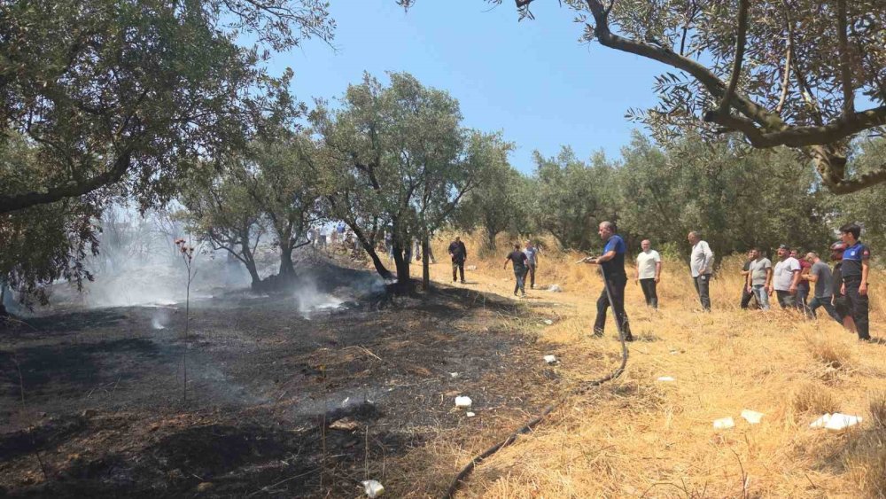 20 Zeytin Ağacı Yandı: 2 Çocuk Gözaltında