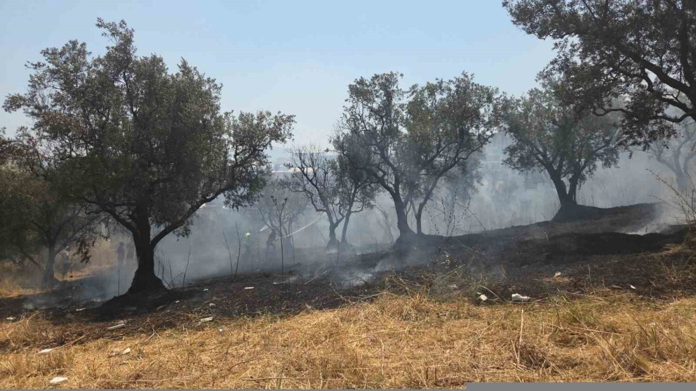 20 Zeytin Ağacı Yandı: 2 Çocuk Gözaltında