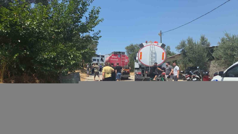 20 Zeytin Ağacı Yandı: 2 Çocuk Gözaltında