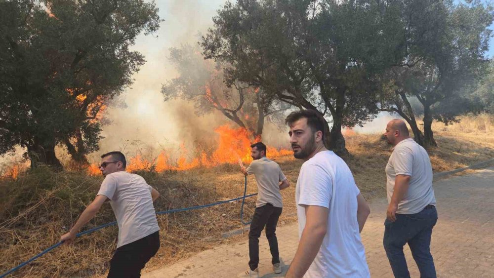 20 Zeytin Ağacı Yandı: 2 Çocuk Gözaltında