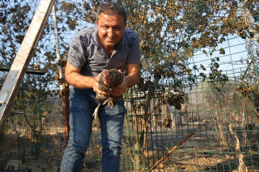 Yangından Kaçan Tavuk, Kümesine Geri Döndü