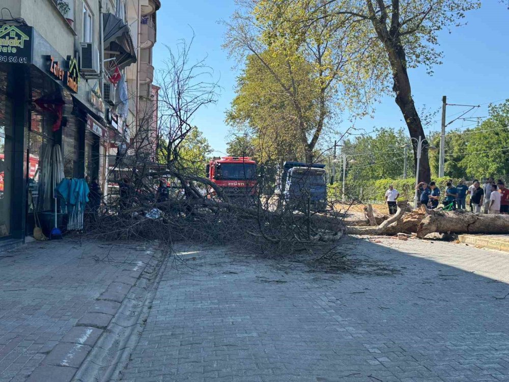 Asırlık Çınar Ağacı 4 Katlı Binanın Üzerine Devrildi