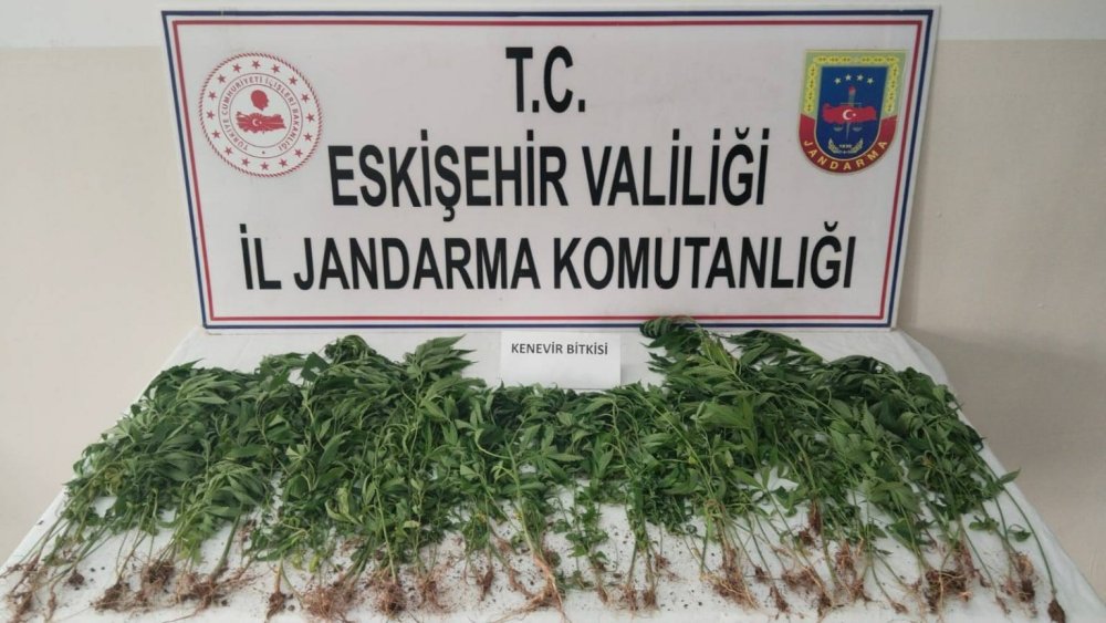 Kamu Arazisine Kenevir Eken Şahıs Suçüstü Yakalandı