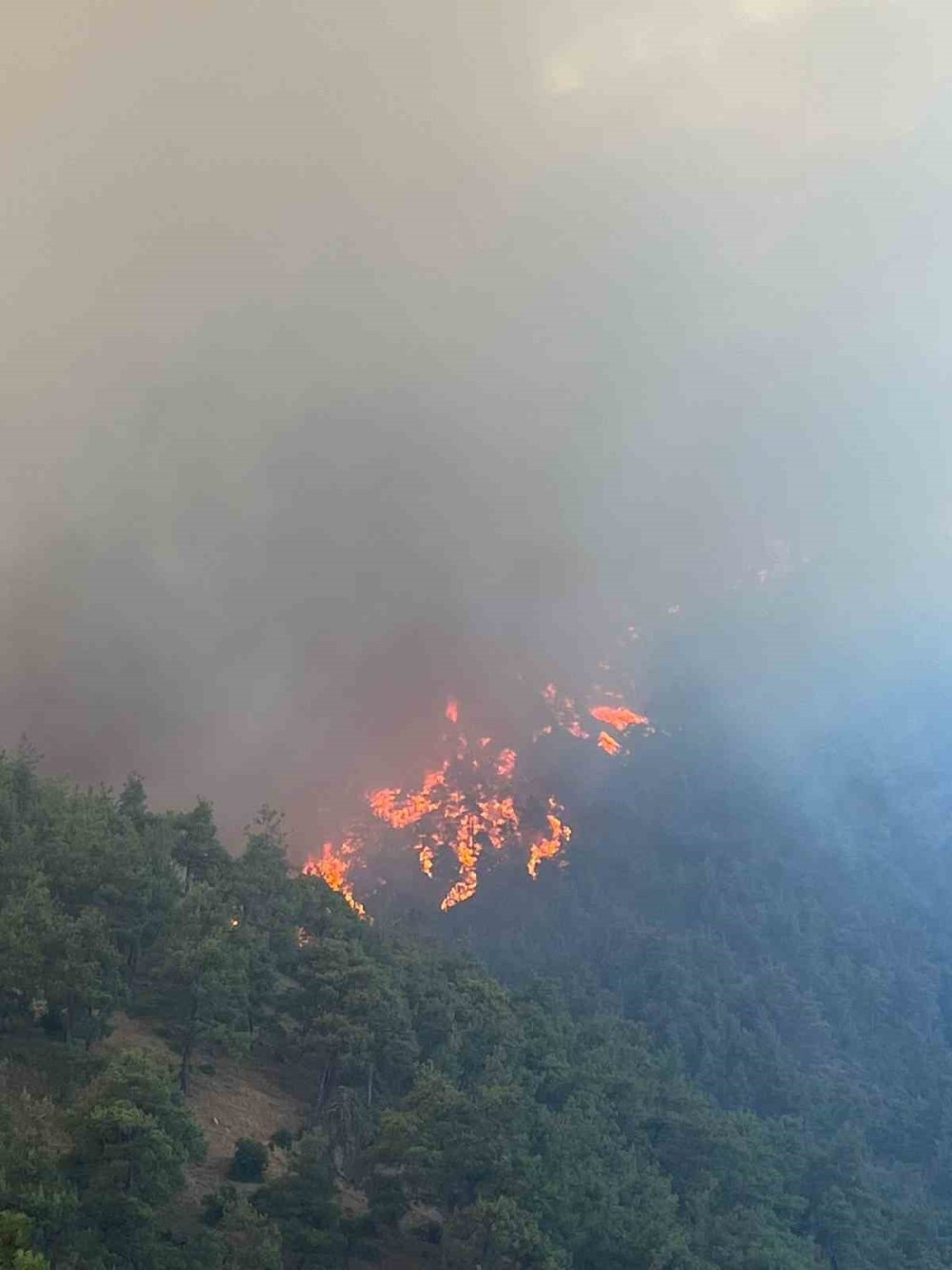 Bursa'da orman yangını!