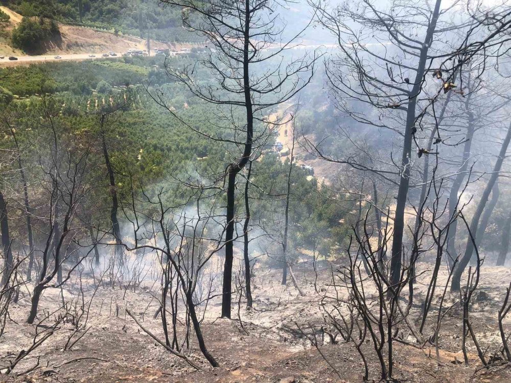 Orman Yangını Ekipler Tarafından Söndürüldü