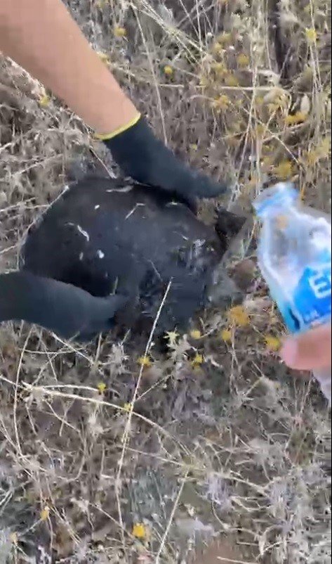 Orman Yangınlarında Var Gücüyle Çalışan İtfaiyeciler Hayvanlara Da Büyük Şefkat Gösteriyor