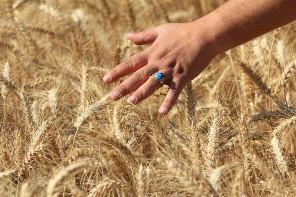 Küresel Hububat Üretiminde Tüm Zamanların En Yüksek Seviyesi Bekleniyor